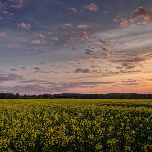 Mittelholstein_08