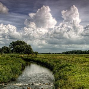 Mittelholstein_13